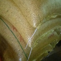 烧烤豆腐片
