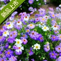五色菊种子庭院绿化花卉种子易种植品种种子