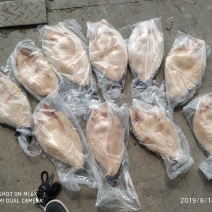 开背巴沙鱼开背巴沙鱼