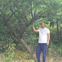 供应造型红梅8-25公分骨里红梅