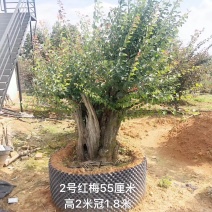 供应绿化苗木羽毛枫红梅红枫鸡爪槭桂花