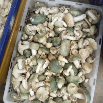 野生菌