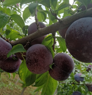 [李子批发]黑总统价格0.40元/斤 - 一亩田