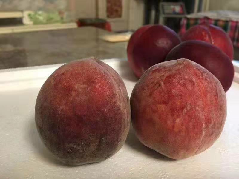 桃美人成熟果实特写