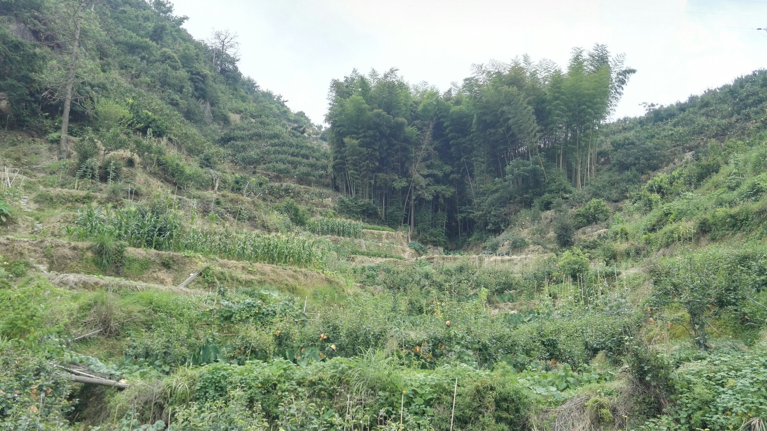 水晶梨果园实景图展示种植环境