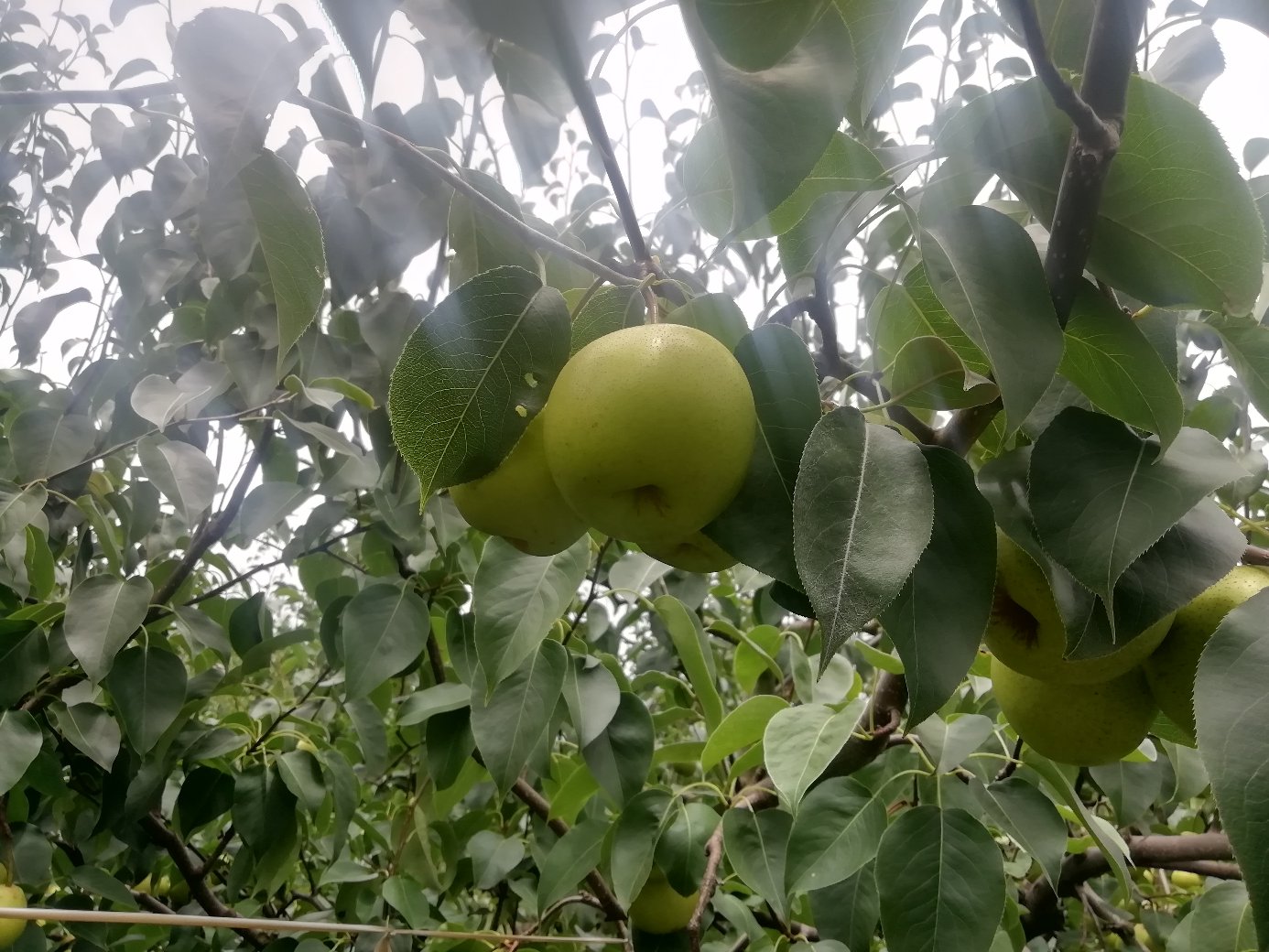 春雪桃果园中整齐排列的果树,果实洁白,叶片翠绿 春雪桃果园