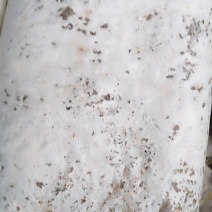 菌棒23*53