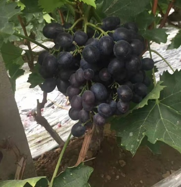 潍坊玫瑰香葡萄1～1.5 5%以下欢迎客商选购