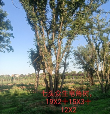 [皂角树批发]皂角树价格500.00元/棵 - 一亩田