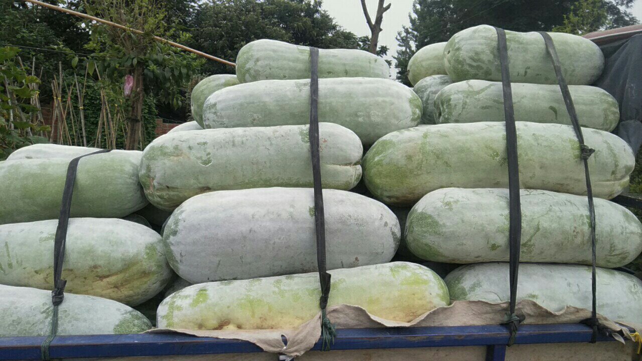 海南白冬瓜在批发市场装车运输