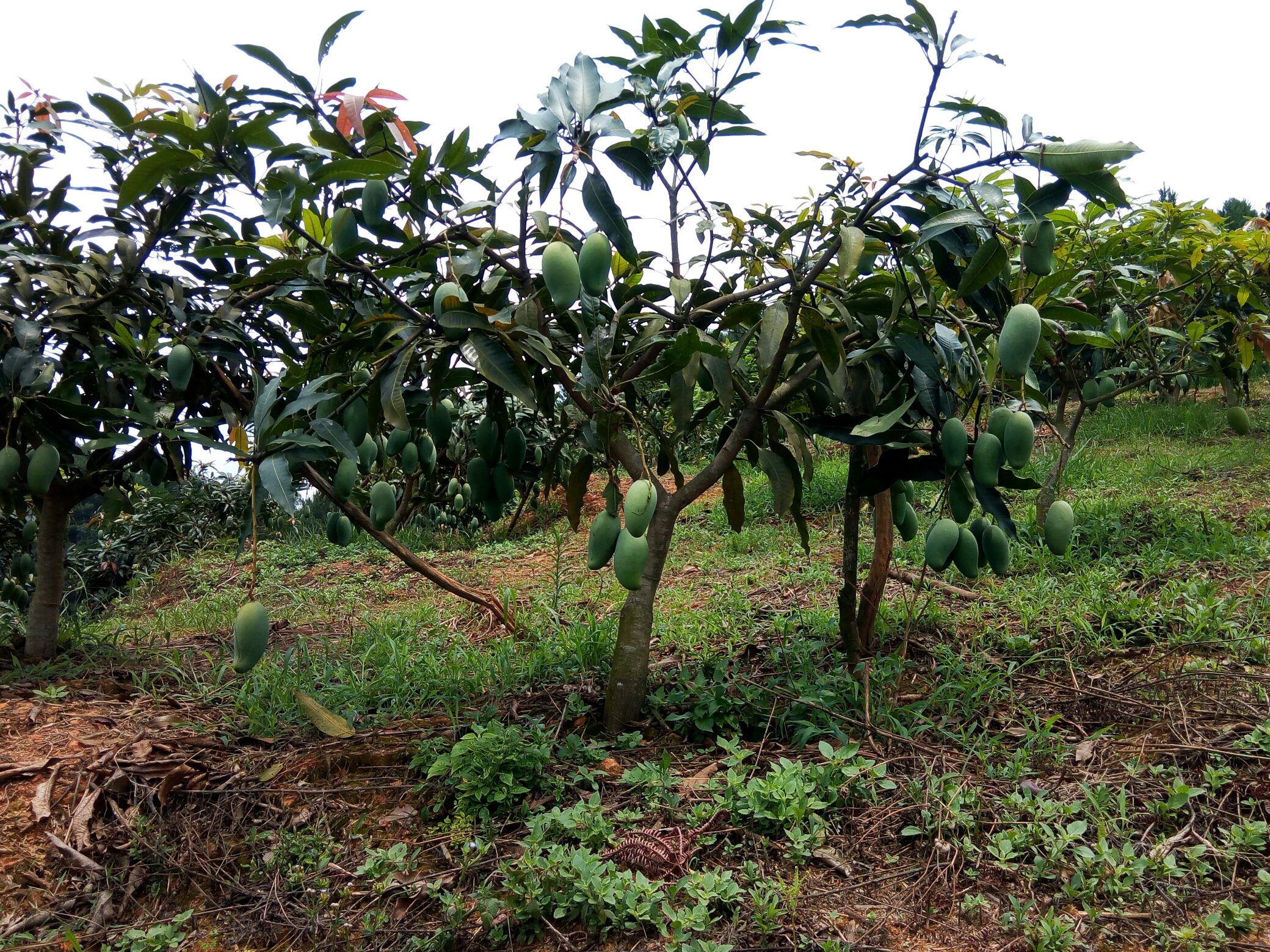 广西省百色市右江区连片芒果园航拍画面,展示丘陵地形上整齐分布的桂七芒果树,树冠浓密,部分果树挂有成熟青黄色果实,背景为蓝天白云和蜿蜒乡村道路,体现生态种植环境 百色右江区芒果种植基地航拍图