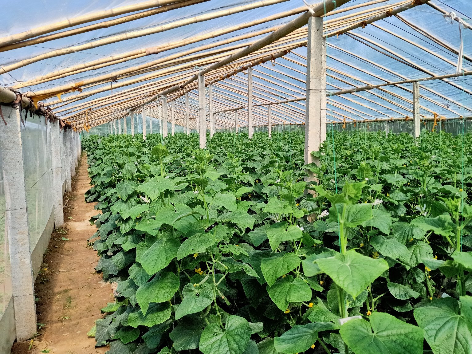 农户在大棚内采摘新鲜小黄瓜