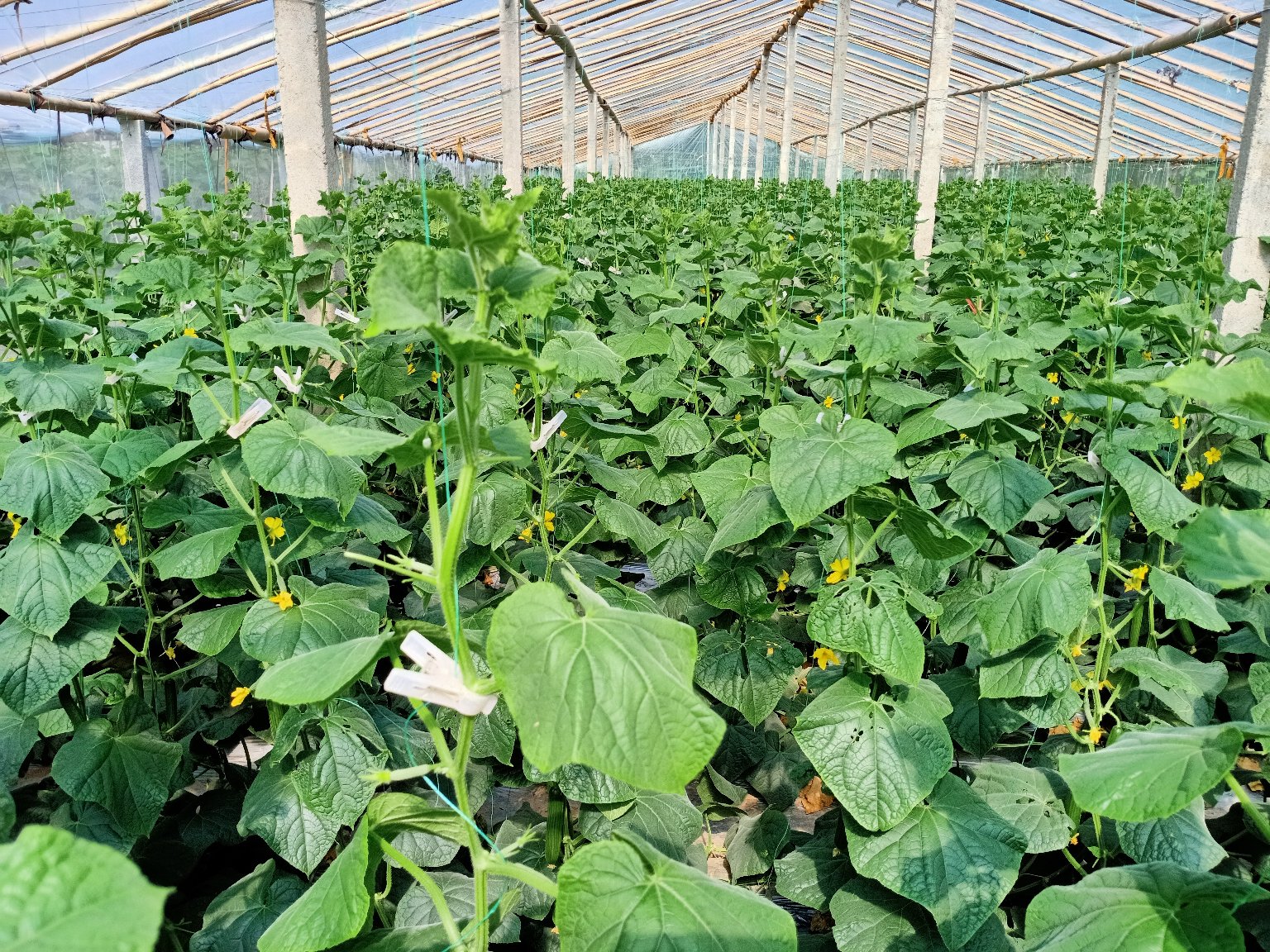 标准化小黄瓜花采收场景:农户戴食品级手套在连栋温室中采摘带柄初绽雌花,花枝悬挂于专用采收篮,背景可见温控屏显温度25.3℃、湿度68%,地面铺设反光地膜 标准化小黄瓜花采收场景:农户戴食品级手套在连栋温室中采摘带柄初绽雌花,花枝悬挂于专用采收篮,背景可见温控屏显温度25.3℃、湿度68%,地面铺设反光地膜