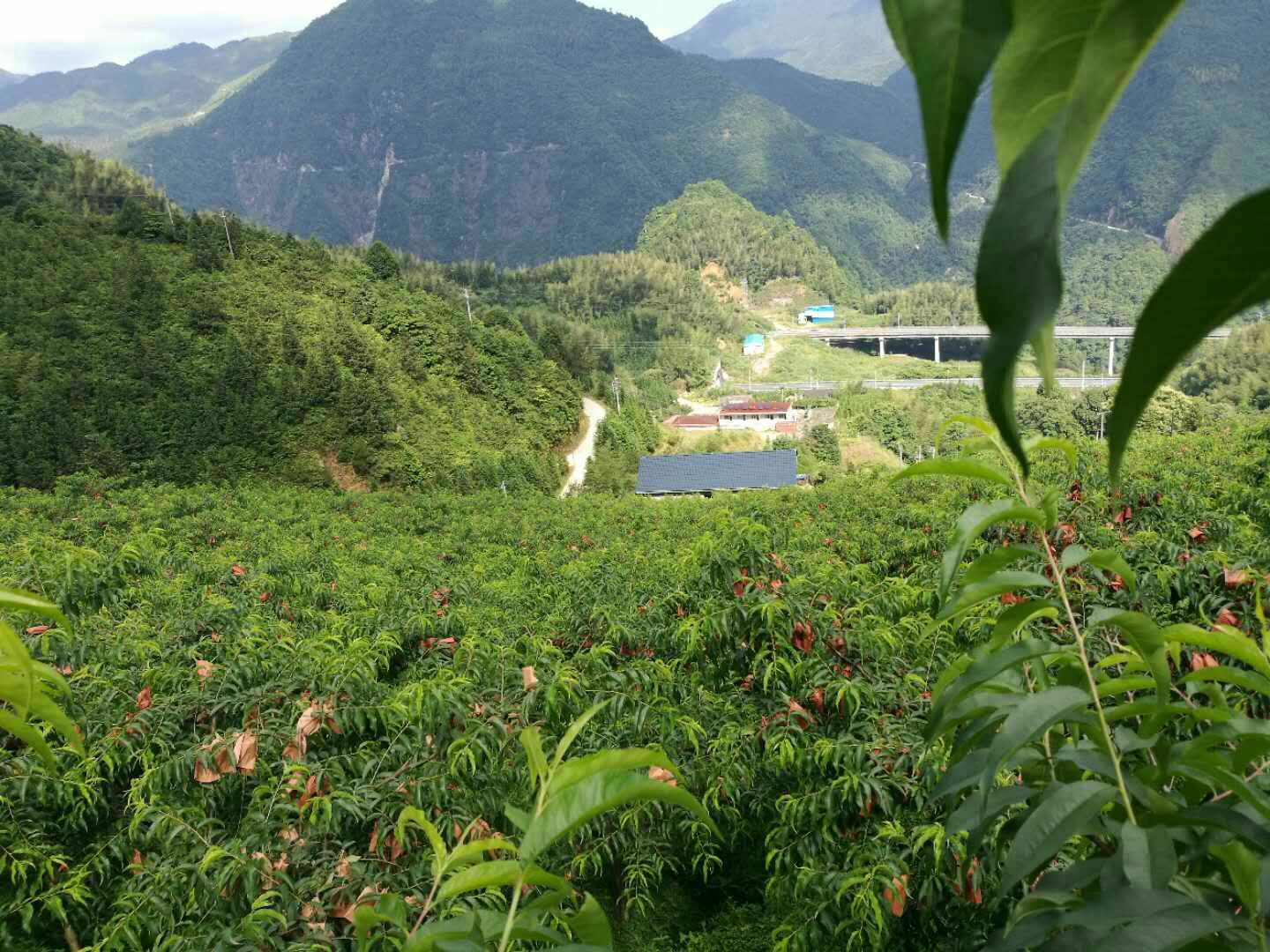 炎陵县高山果园中成片种植的黄桃树,阳光照射下的果园生机勃勃 炎陵黄桃种植园