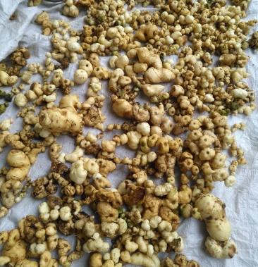 【荐】黄精别名鸡头黄精黄鸡菜笔管菜爪子参老虎姜鸡爪参热卖