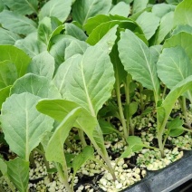 山东菜花苗，越冬菜花苗，白玉矮脚88，抗寒，腿短，青梗