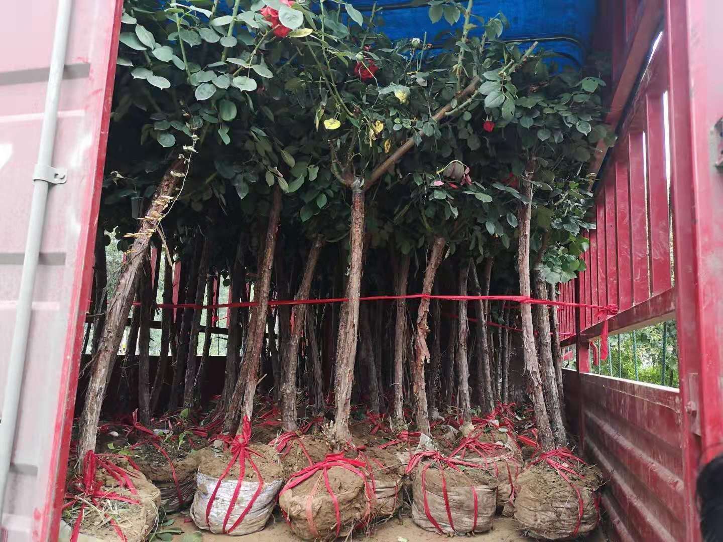 大花月季苗装车发货现场,工人们正在有序打包运输 大花月季苗装车发货现场
