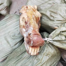 马肉清水退毛马头