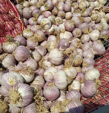 00起批价2000斤产地辽宁锦州黑山县物流整车·快递·物流专线;运费待