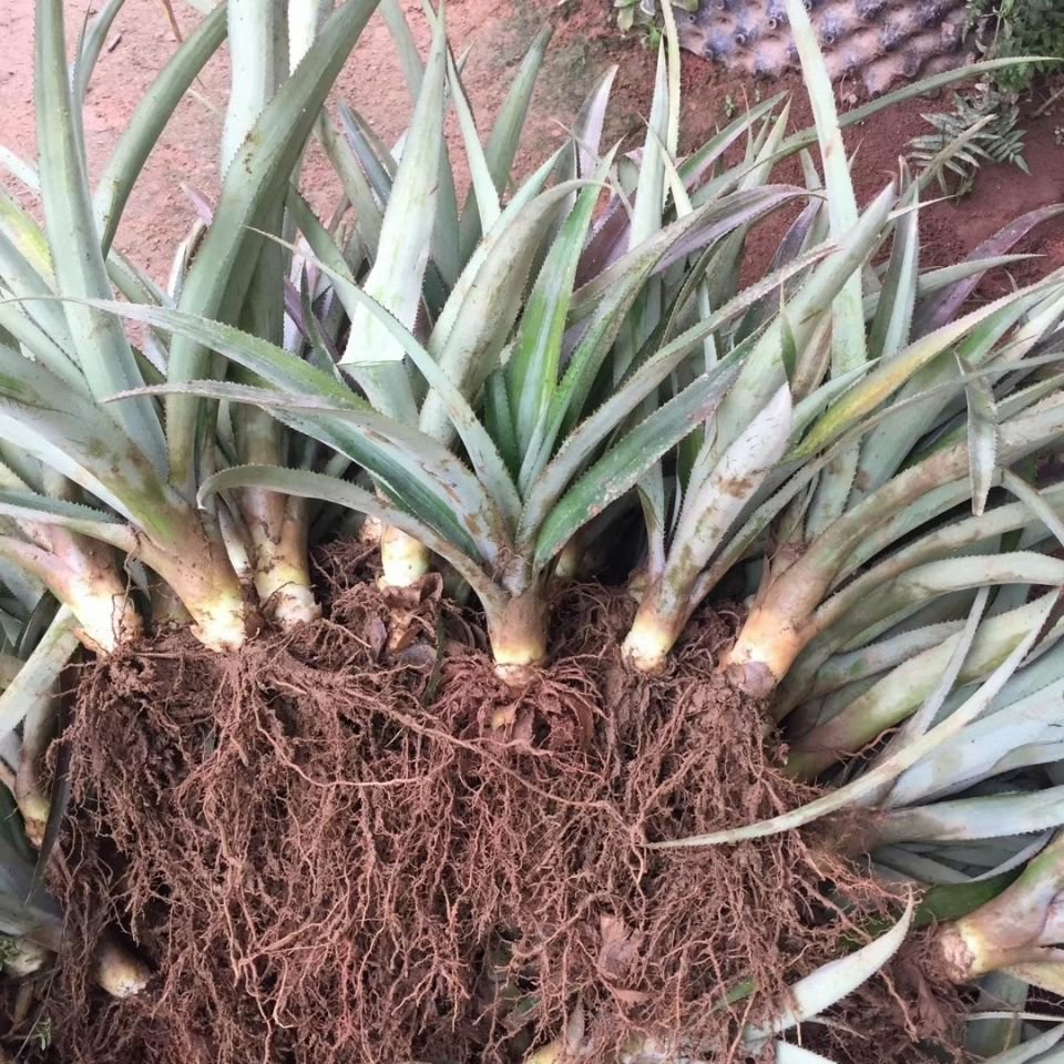 [菠萝苗批发]西瓜凤梨苗台湾金砖十六号甜蜜蜜凤梨苗有根包邮好种易活