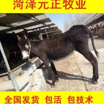 肉驴货到付款全国发货提供技术出售活驴苗各种小驴