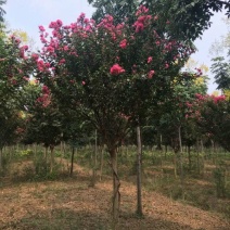 沭阳大紫薇树基地销售中，具体价钱请来电咨询