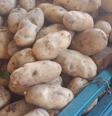 [土豆批发]冀张薯12价格0.80元/斤 - 一亩田