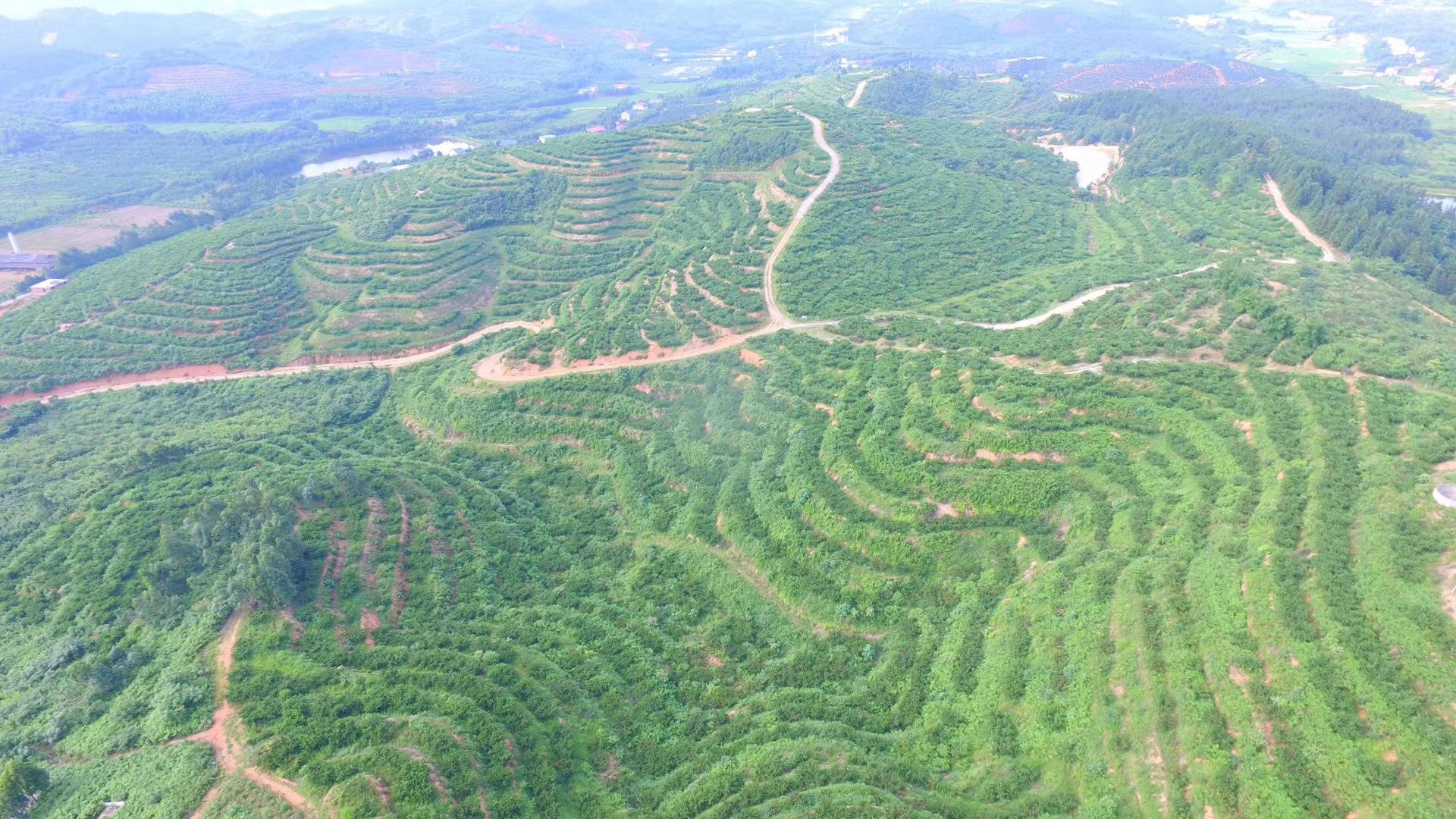炎陵黄桃盛产期果园航拍实景图，夏季果实累累挂满枝头，红黄相间，树形整齐，行距3.5米×4米，可见套袋果实与绿色防虫网覆盖，背景为罗霄山脉云雾带