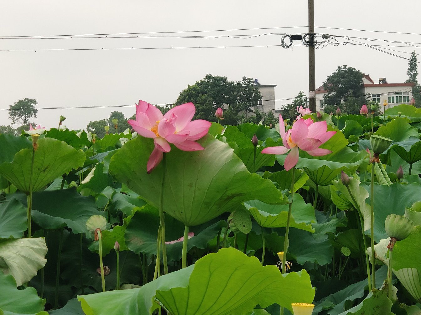 高清微距摄影:左侧为盛开的粉色荷花,中部为未成熟绿色莲蓬,右侧依次排列四类典型莲子形态——青翠饱满的新鲜莲子(带薄绿衣)、浅褐色带红衣的初干莲子、乳白色去衣干莲子、纵向剖开显示淡黄胚芽与两片肥厚子叶的完整莲子,背景为竹编托盘与水墨莲纹衬底 莲子全生命周期图示:含荷花、莲蓬、新鲜青莲子、干燥去衣莲子、剖开带胚芽的完整莲子