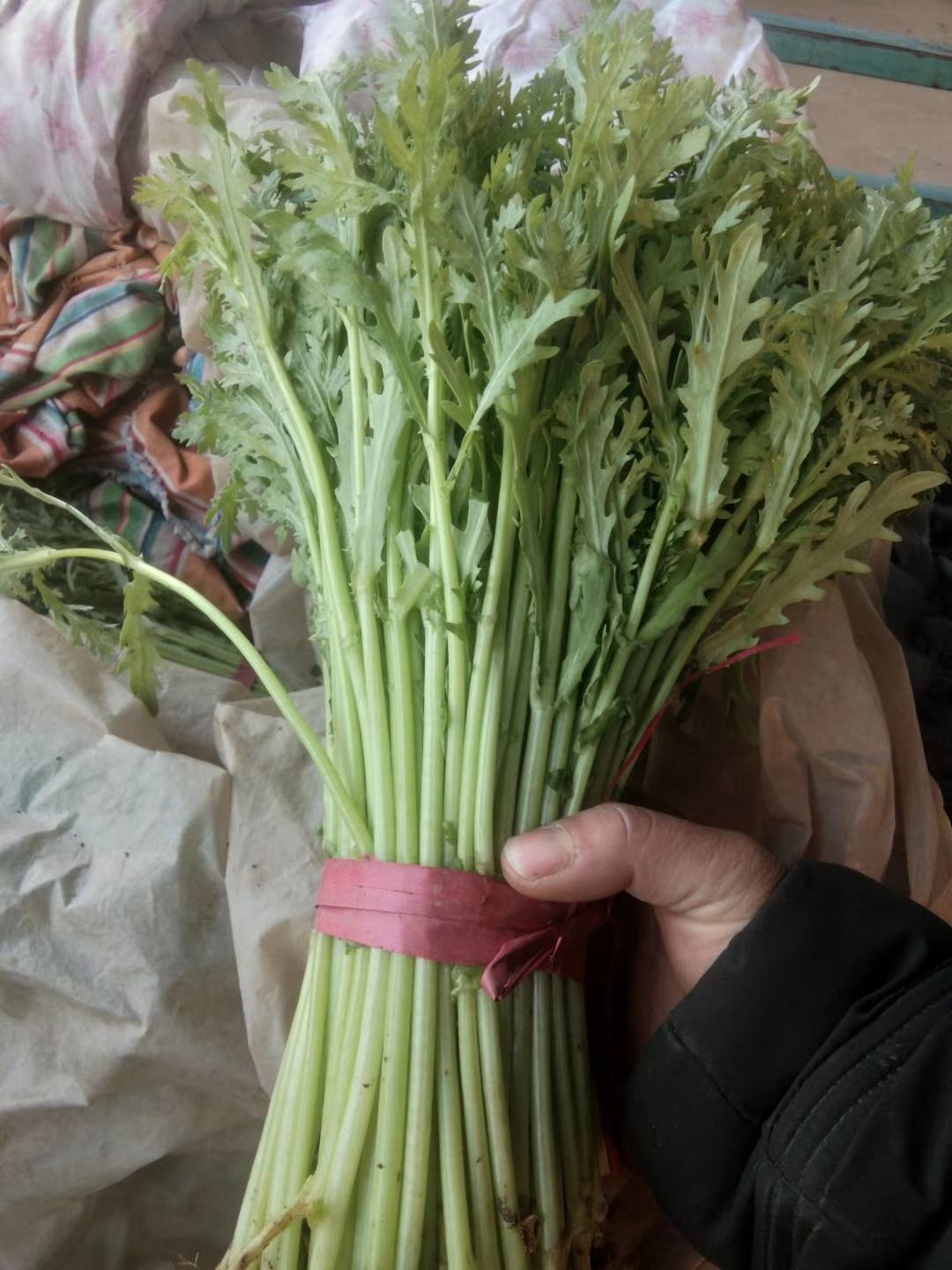 [茼蒿批发]精品光杆茼蒿大量上市中专供超市价格1.00元/斤 - 一亩田