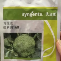 先正达进口西蓝花种子产品质量保证耐抽苔