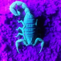 蝎子