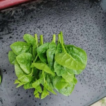 木耳菜，软浆叶，豆腐菜