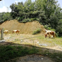 马🐴出售