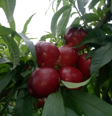 [桃批发]油桃中油13.价格0.70元/斤 - 一亩田