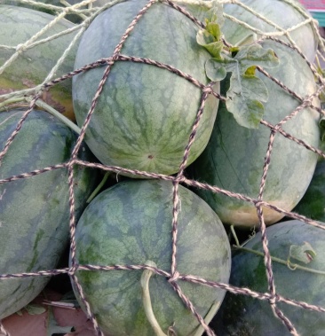 [龙卷风西瓜批发]龙卷风头茬西瓜价格0.25元/斤 - 一亩田