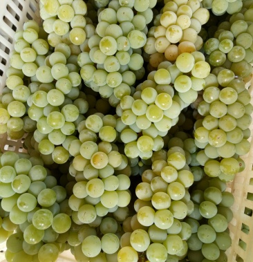 弥勒市东风水晶葡萄,色黄晶莹透亮,香甜可口