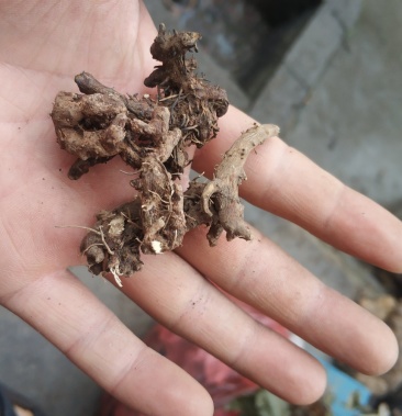 贵州中药材仙灵脾野生淫羊藿根洋藿叶根羊合叶根