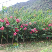 紫薇树急售