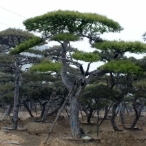 造型松工程路边绿化用黑松油松
