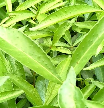 [花椒苗批发]九月青花椒苗价格0.50元/棵 - 一亩田