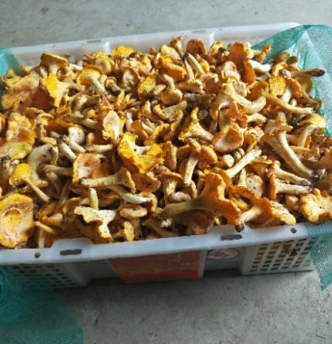 [鸡油菌批发]鸡油菌出售价格60.00元/斤 - 一亩田