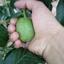 延安黄龙香玲核桃