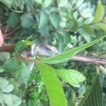 台湾红宝石芭乐苗、少籽