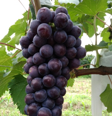 [葡萄批发]早黑葡萄已经上市,糖度18-20颜色黑红价格3.