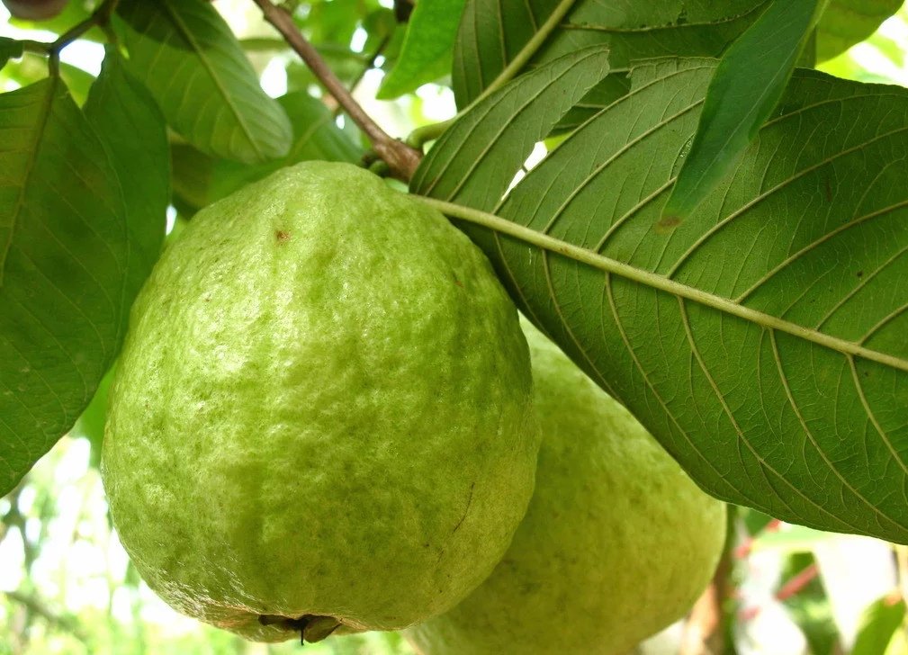 一片完整的金枕头榴莲树叶正面特写,叶片呈深绿色,表面光滑有蜡质光泽,主脉居中隆起,两侧羽状排列的侧脉清晰可见,边缘平滑无锯齿,背景为模糊的热带植被 特写镜头下的金枕头榴莲树叶细节