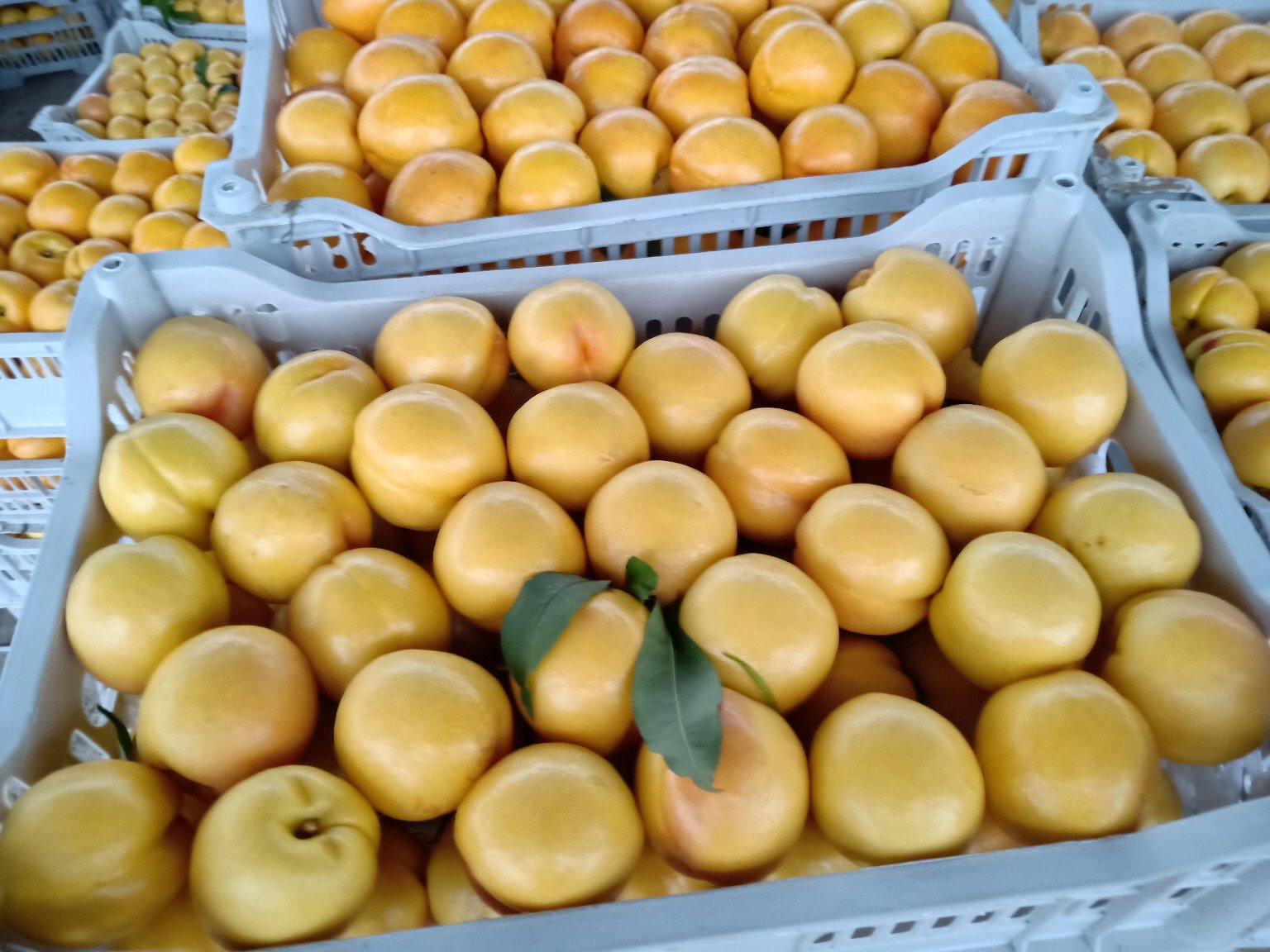 丰收季节的潘油桃装箱现场,工人们正在将新鲜采摘的黄油桃分类包装,纸箱上印有‘山东临沂·潘油桃核心产区’字样,周围堆放着大量待发运的果箱 潘油桃丰收场景