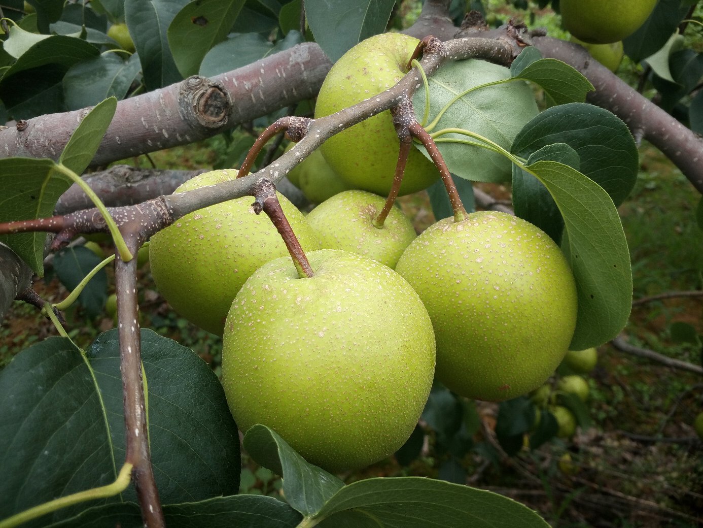 工人正在采摘基地水晶梨