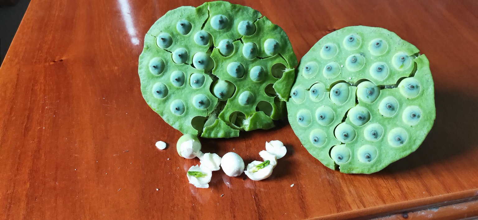 实验室中的古莲子标本与出土文物一同陈列 考古人员展示出土的古莲子标本