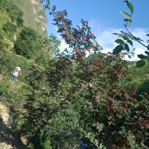 甘肃陇南武都优质花椒树.幼苗培育基地。